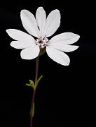 Blepharipappus scaber, Eyelash Plant